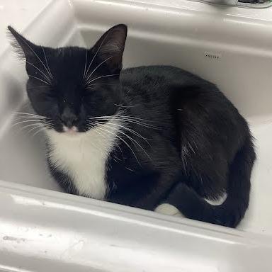 Enlarge Suzy Q, a Adoptable Domestic Short Hair in Edwardsville, IL image 3/6