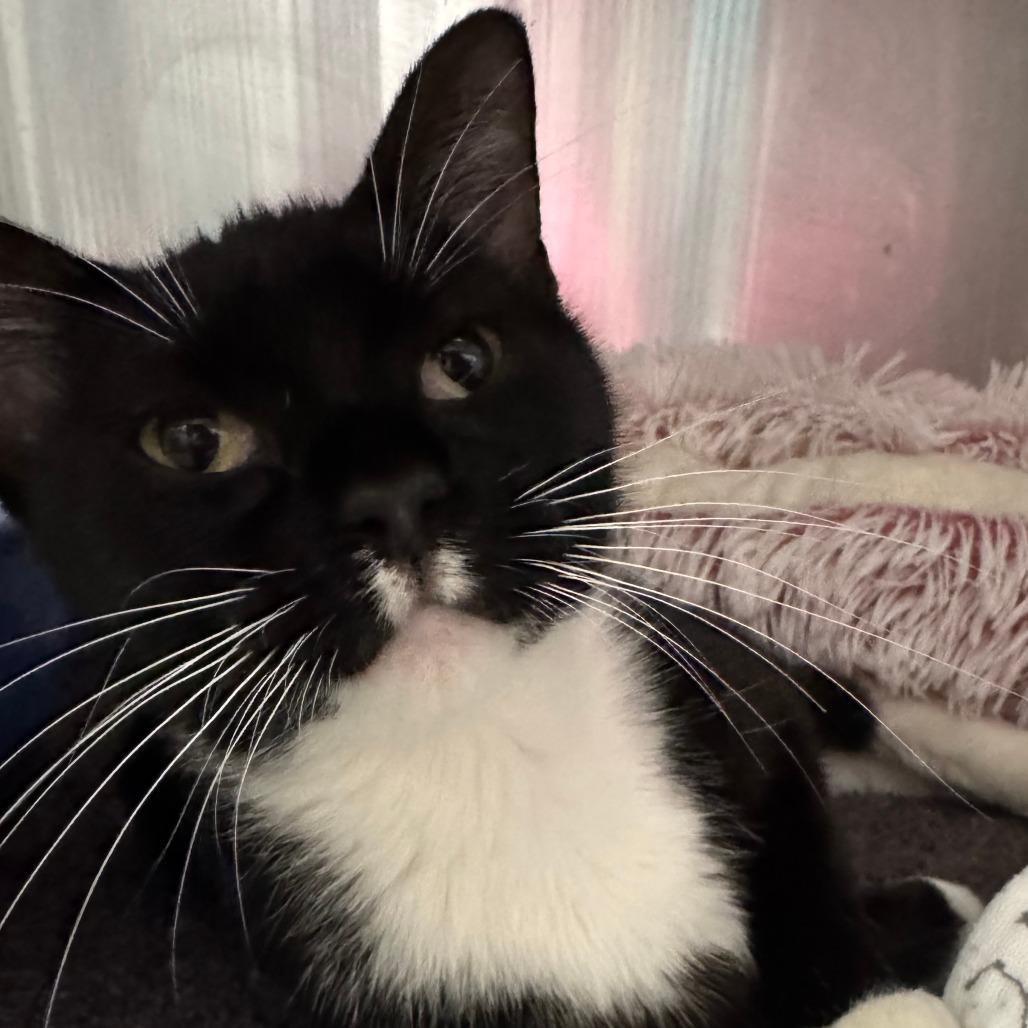 Enlarge Suzy Q, a Adoptable Domestic Short Hair in Edwardsville, IL image 5/6