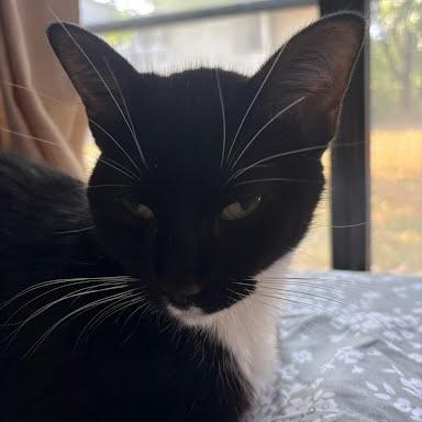 Enlarge Suzy Q, a Adoptable Domestic Short Hair in Edwardsville, IL image 6/6