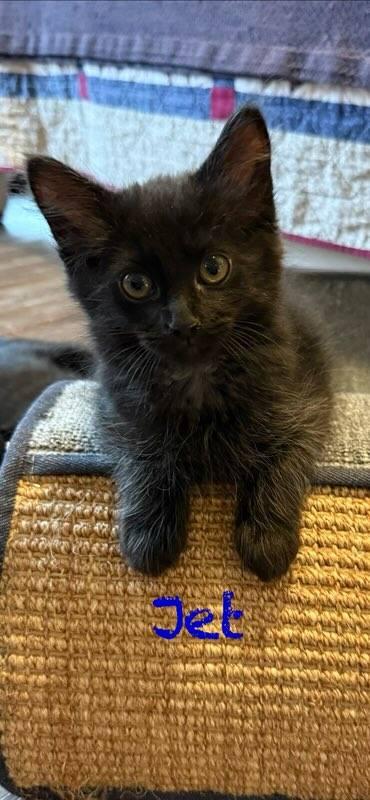 Enlarge Jet bonded with Charcoal in foster care, an adopted Domestic Short Hair in Ellicott City, MD image 3/5