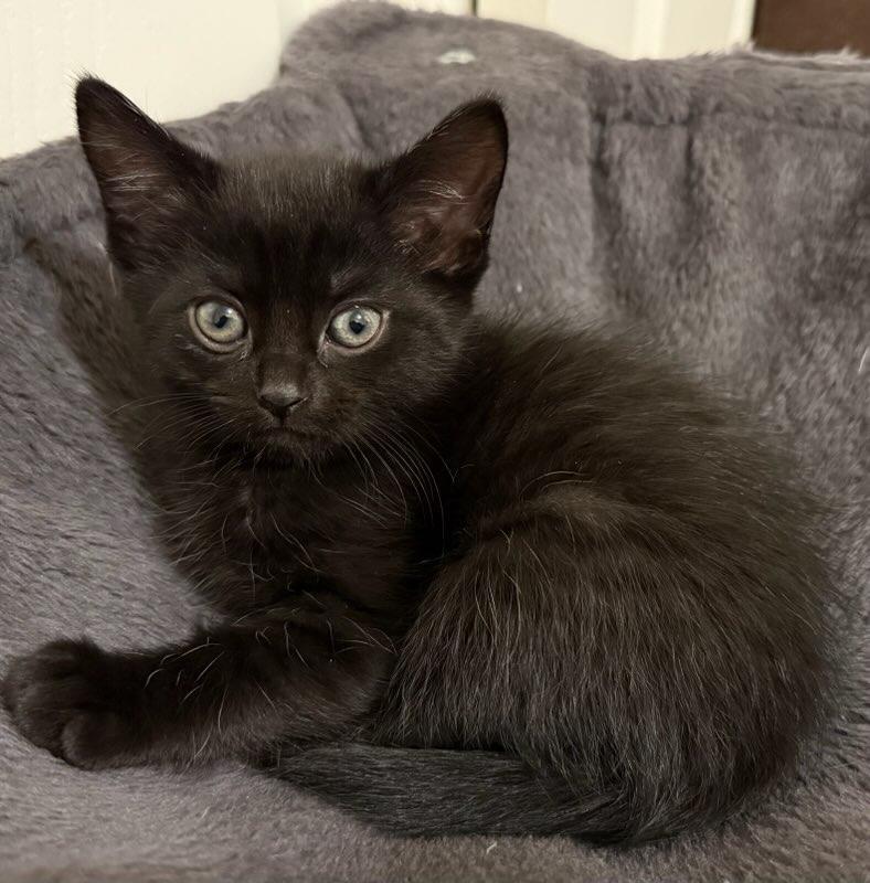 Enlarge Jet bonded with Charcoal in foster care, an adopted Domestic Short Hair in Ellicott City, MD image 2/5