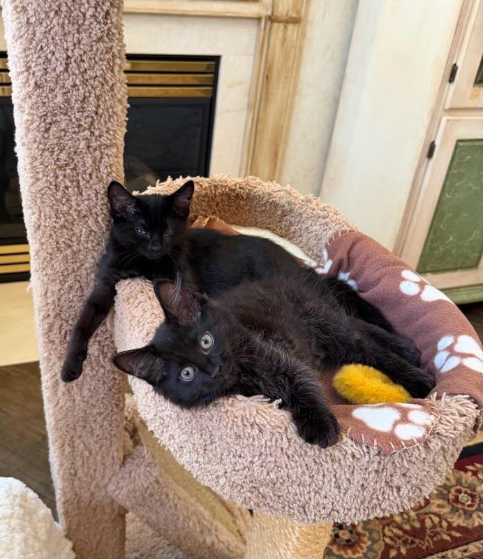 Enlarge Jet bonded with Charcoal in foster care, an adopted Domestic Short Hair in Ellicott City, MD image 5/5