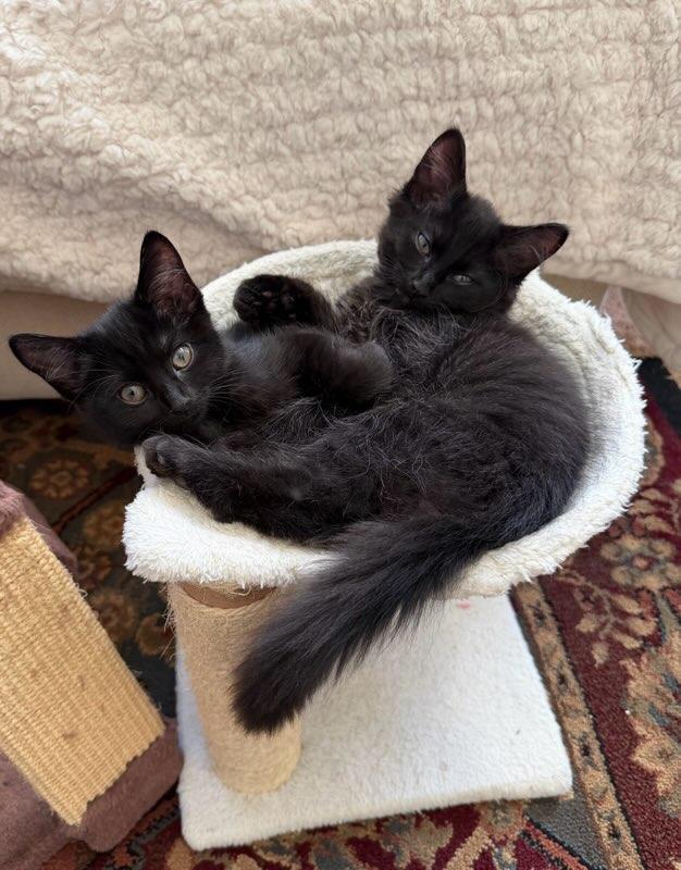 Enlarge Jet bonded with Charcoal in foster care, an adopted Domestic Short Hair in Ellicott City, MD image 1/5