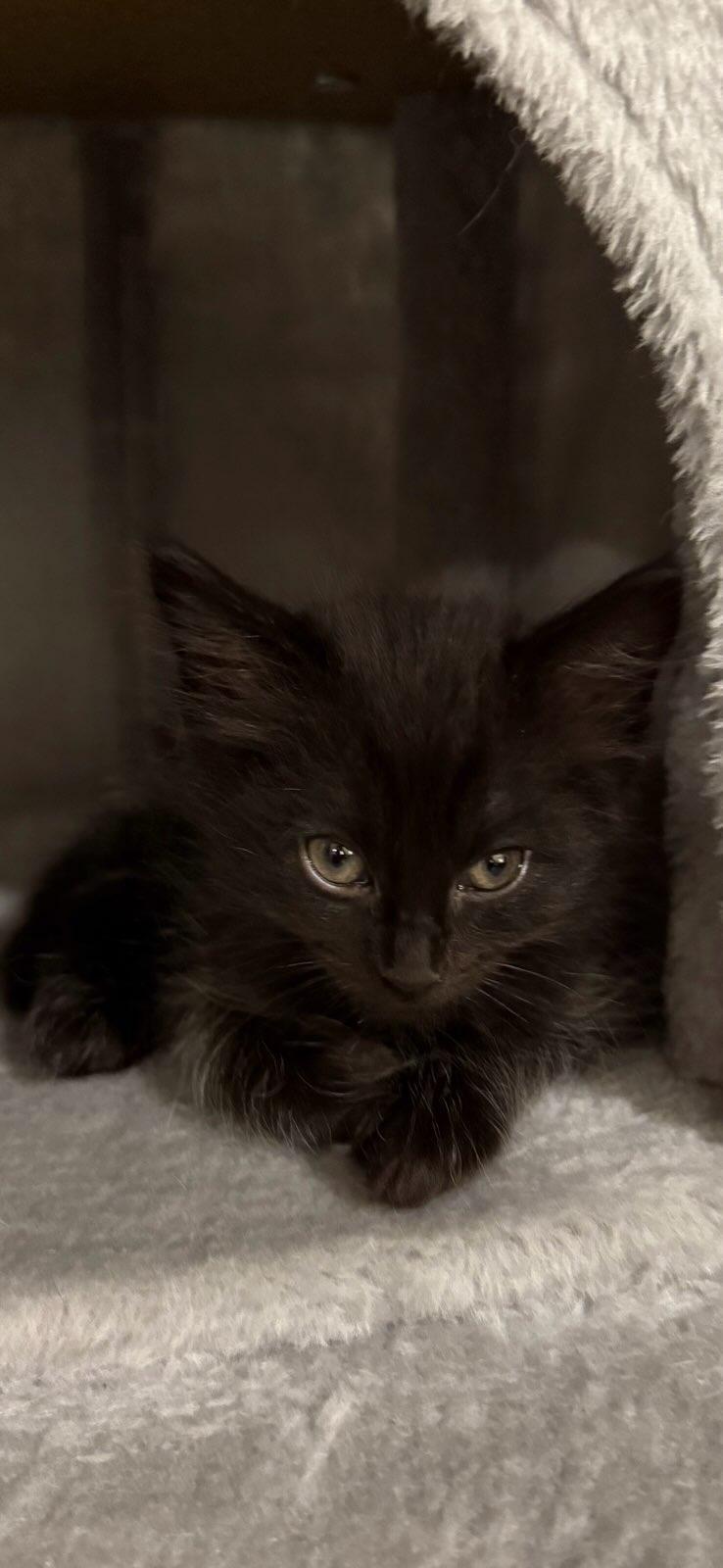 Enlarge Jet bonded with Charcoal in foster care, an adopted Domestic Short Hair in Ellicott City, MD image 4/5