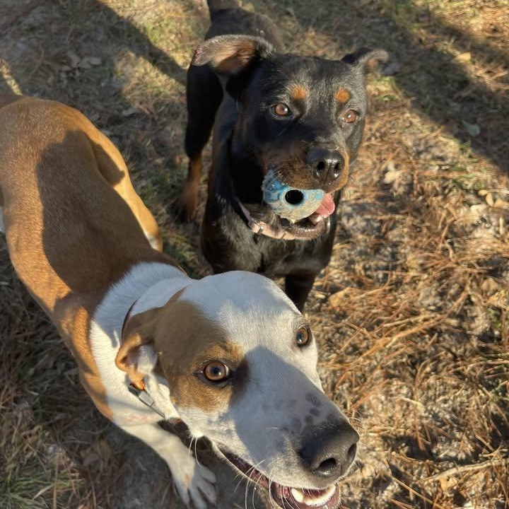 Cora (20260201-03) — thumbnail 2