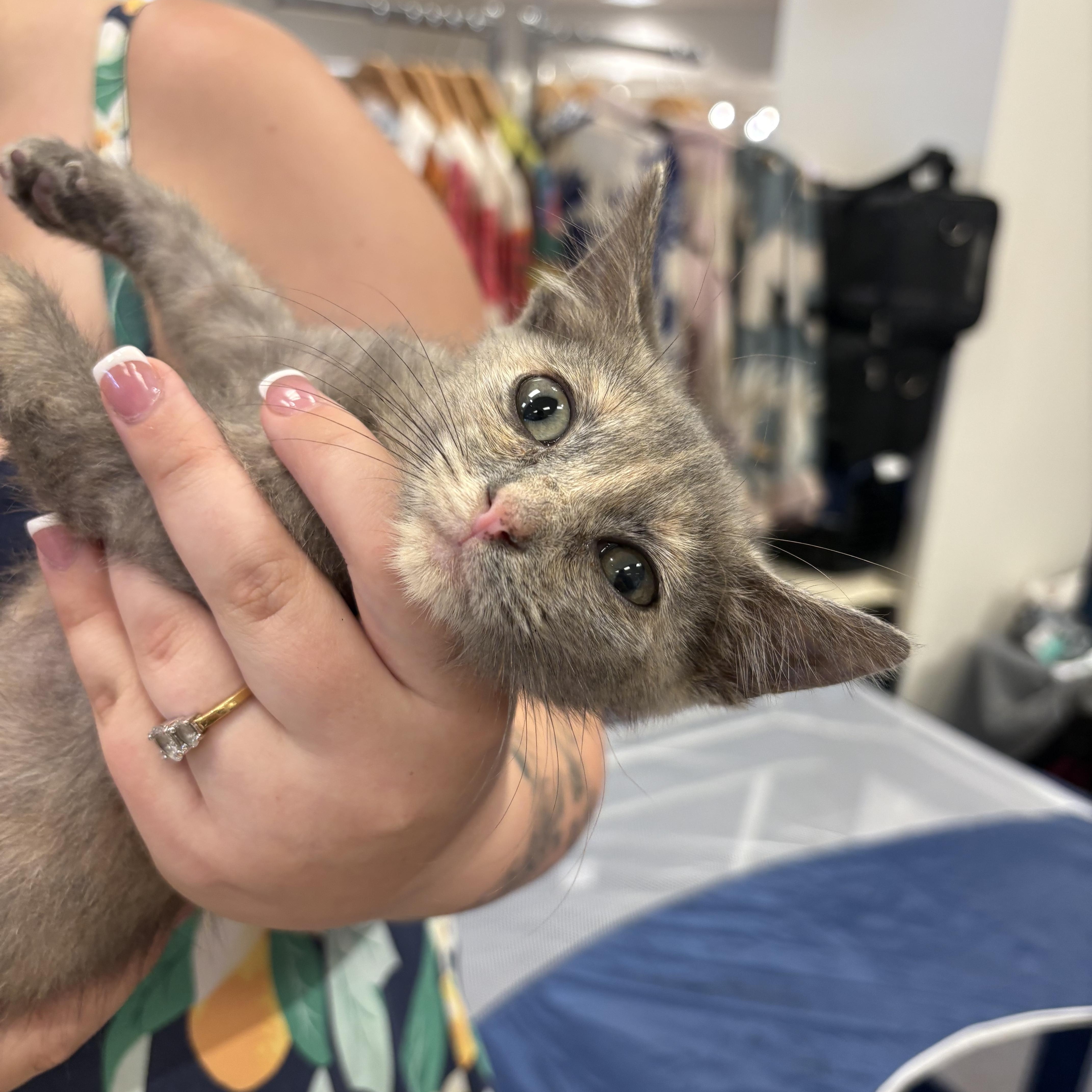 SuzieCue, a Adoptable mixed breed in Youngstown, FL image 2/3