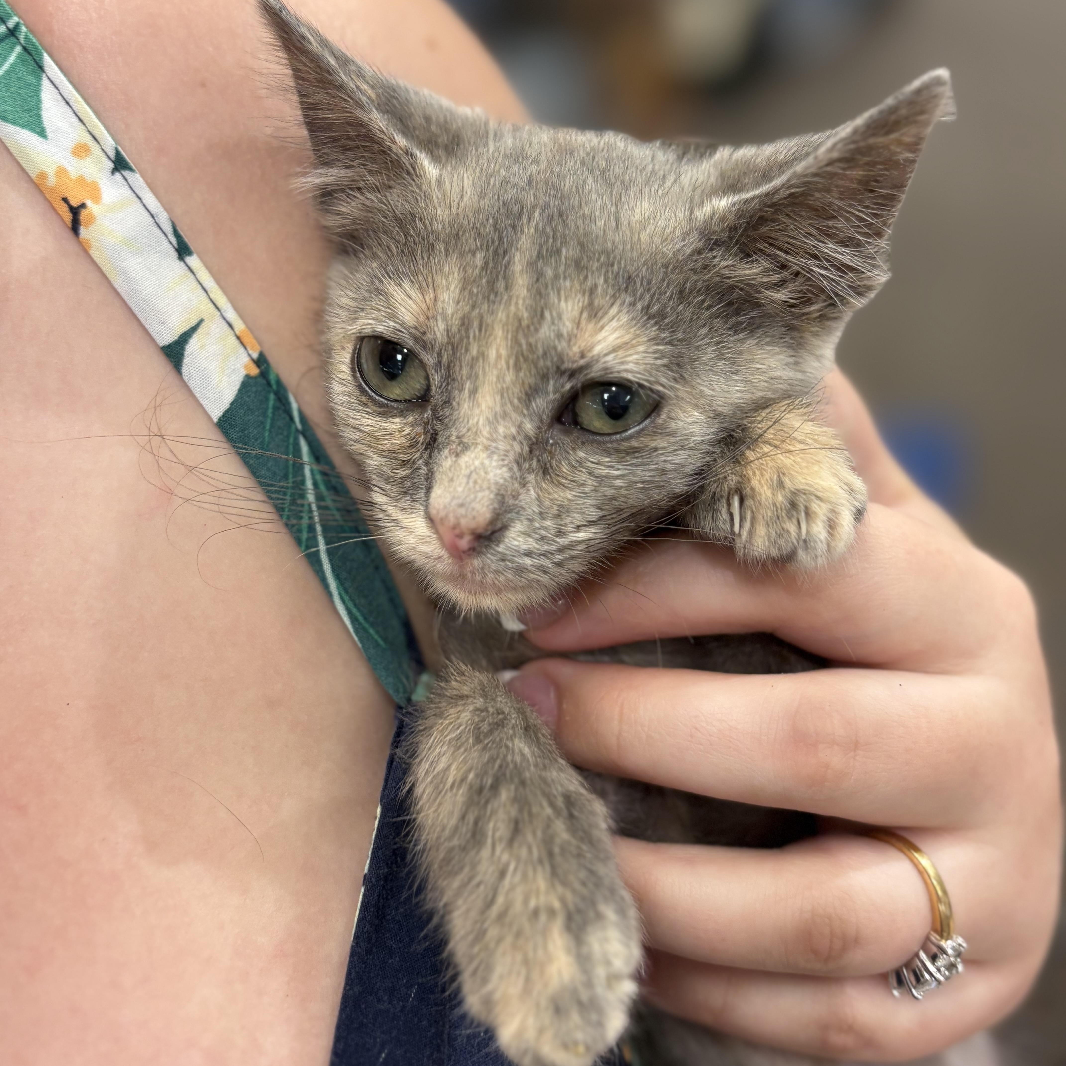 SuzieCue, a Adoptable mixed breed in Youngstown, FL image 3/3