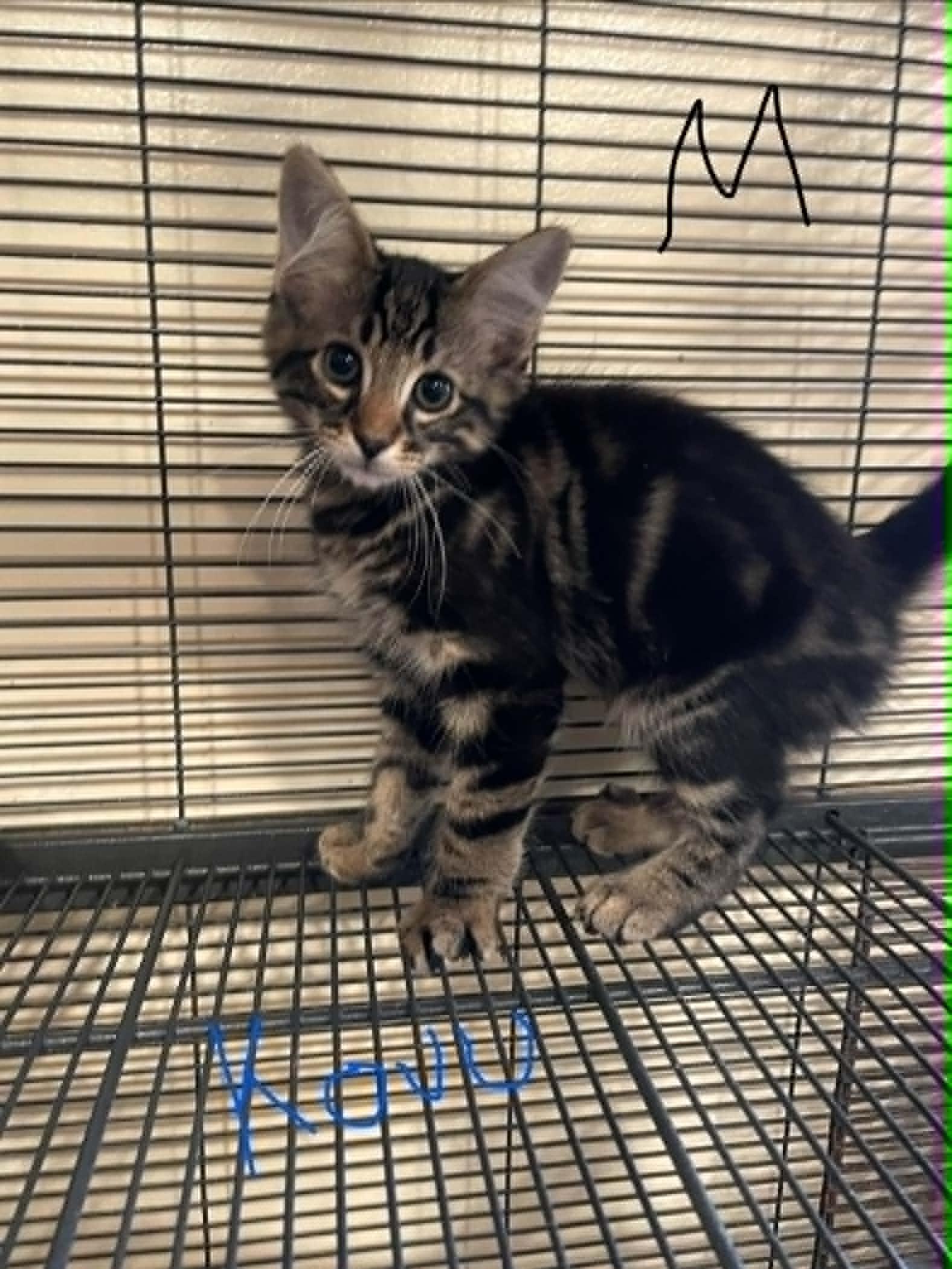 Enlarge Kovu, an adopted Domestic Long Hair in Bishopville, SC image 1/1