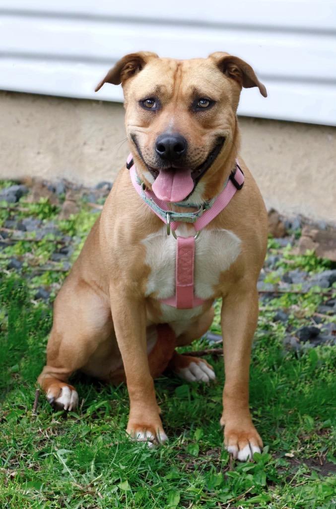Ophelia - Summer Lovin' Promo, Adoptable, Adult Female Mixed Breed.