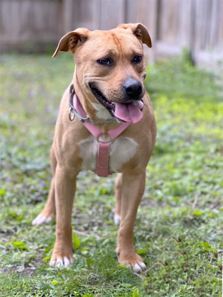 Ophelia - Summer Lovin' Promo, a Adoptable mixed breed in Savage, MN image 2/6