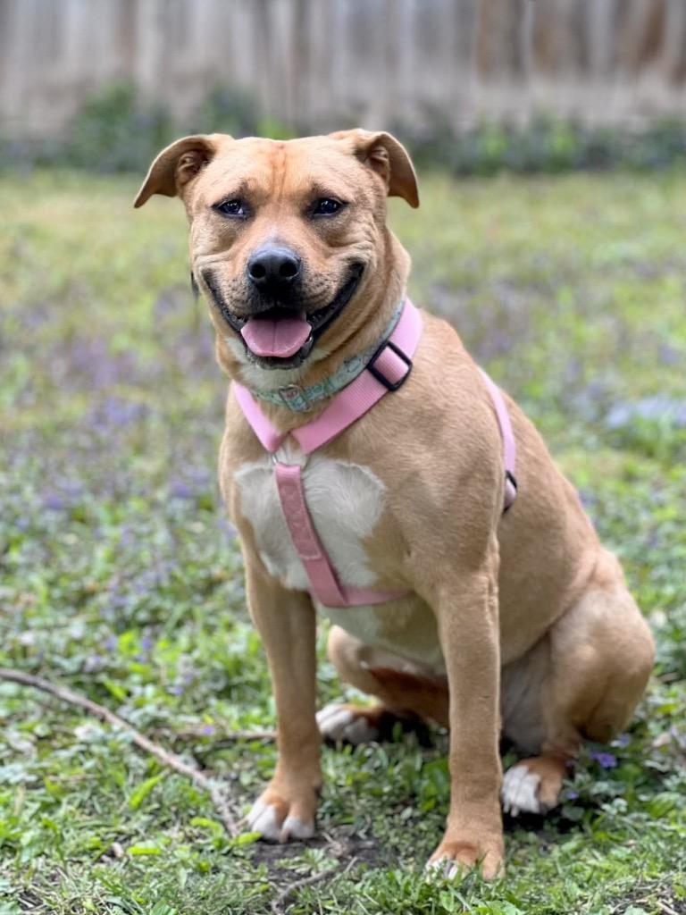 Ophelia - Summer Lovin' Promo, a Adoptable mixed breed in Savage, MN image 3/6