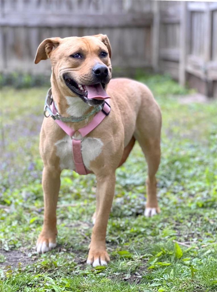 Ophelia - Summer Lovin' Promo, a Adoptable mixed breed in Savage, MN image 4/6