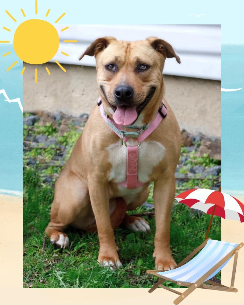 Ophelia - Summer Lovin' Promo, a Adoptable mixed breed in Savage, MN image 5/6