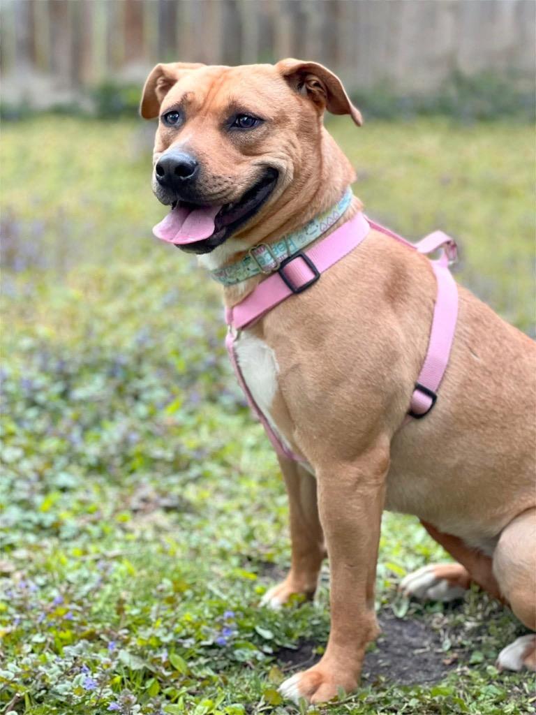 Ophelia - Summer Lovin' Promo, a Adoptable mixed breed in Savage, MN image 6/6