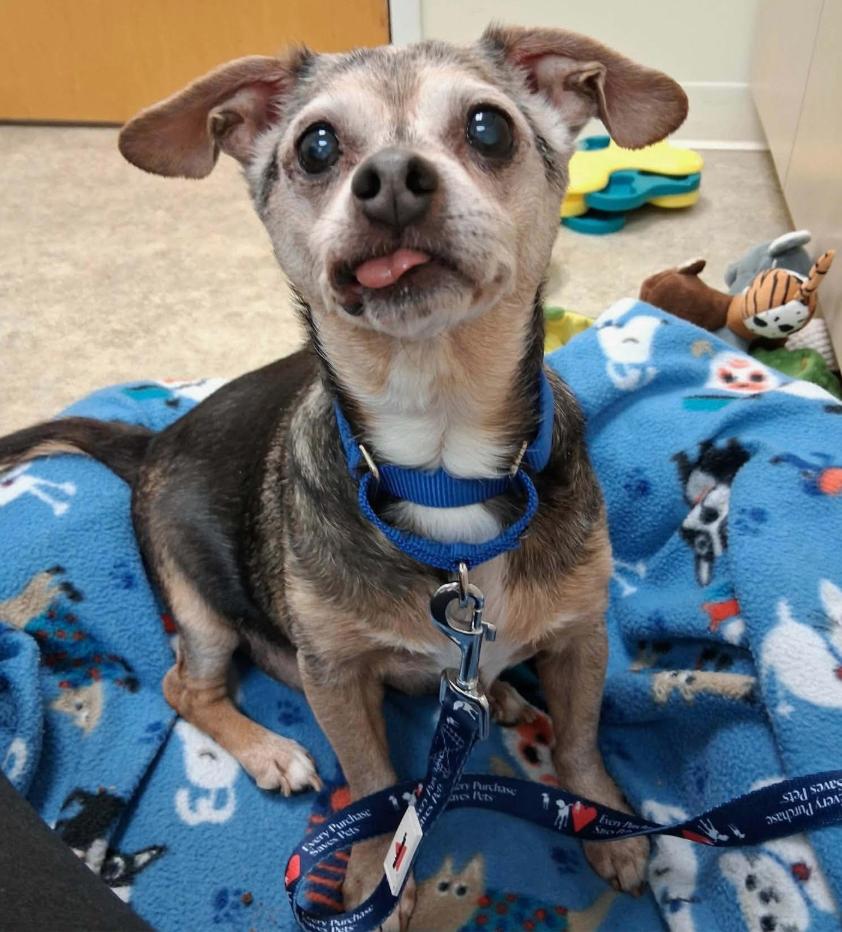 Enlarge Walter, a ADOPTABLE mixed breed in Foster, RI image 6/6