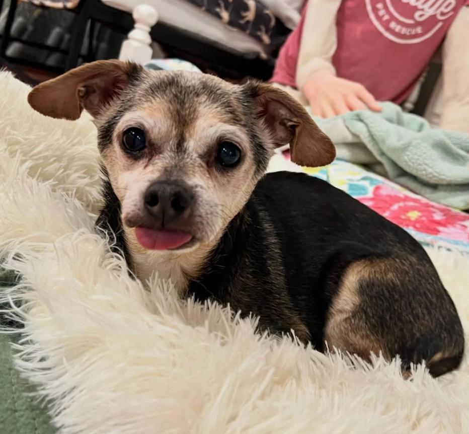 Enlarge Walter, a ADOPTABLE mixed breed in Foster, RI image 3/6