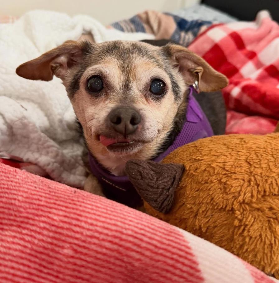 Enlarge Walter, a ADOPTABLE mixed breed in Foster, RI image 2/6