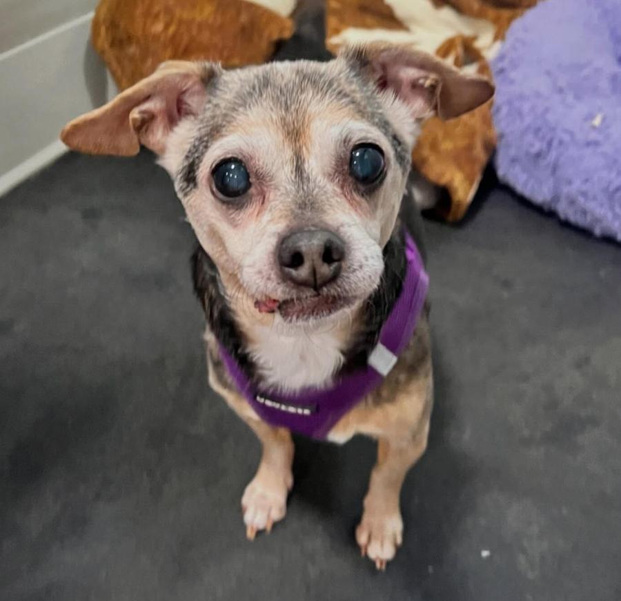 Enlarge Walter, a ADOPTABLE mixed breed in Foster, RI image 1/6