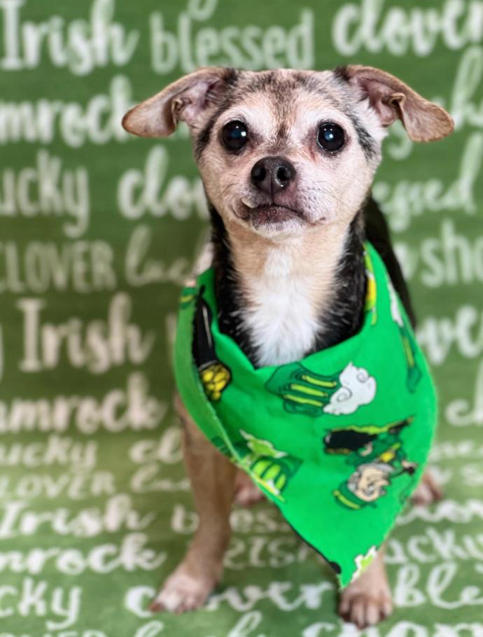 Enlarge Walter, a ADOPTABLE mixed breed in Foster, RI image 5/6