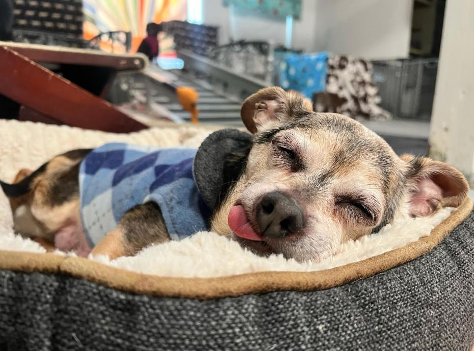 Enlarge Walter, a ADOPTABLE mixed breed in Foster, RI image 4/6