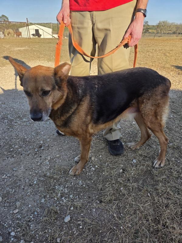 Hulk, an adopted German Shepherd Dog in Dale, TX image 2/6