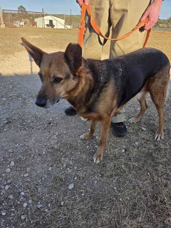 Hulk, an adopted German Shepherd Dog in Dale, TX image 4/6