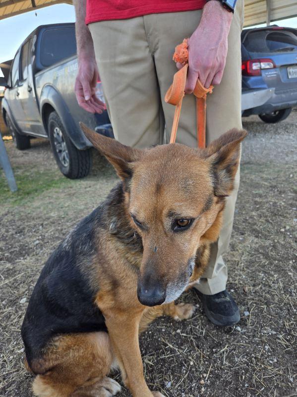 Hulk, adopted, Adult Male German Shepherd Dog.