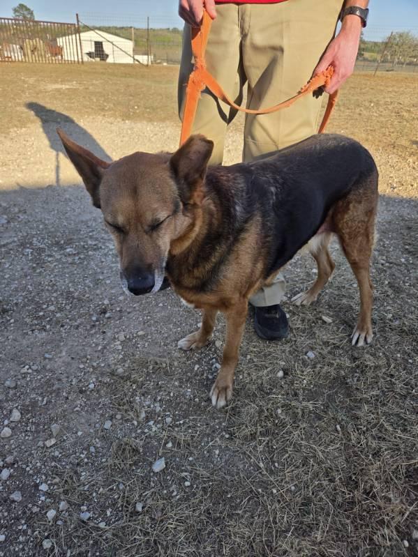 Hulk, an adopted German Shepherd Dog in Dale, TX image 3/6