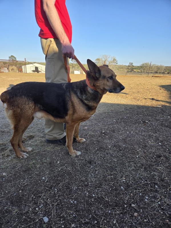 Hulk, an adopted German Shepherd Dog in Dale, TX image 6/6