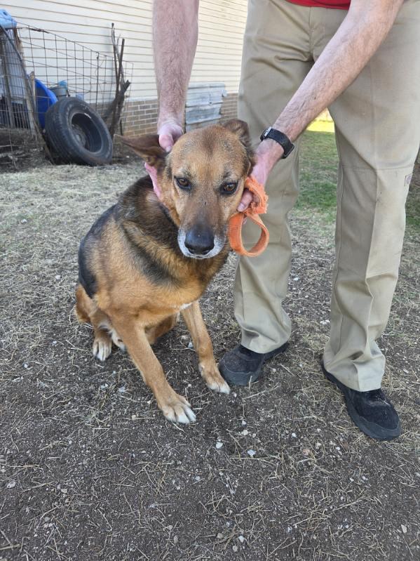 Hulk, an adopted German Shepherd Dog in Dale, TX image 5/6