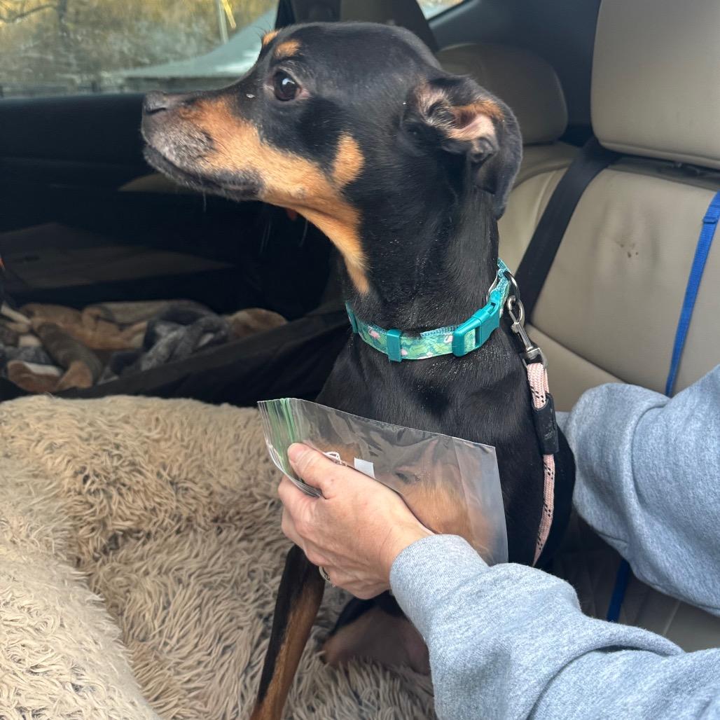 Bambi, Adoptable, Adult Female Miniature Pinscher.