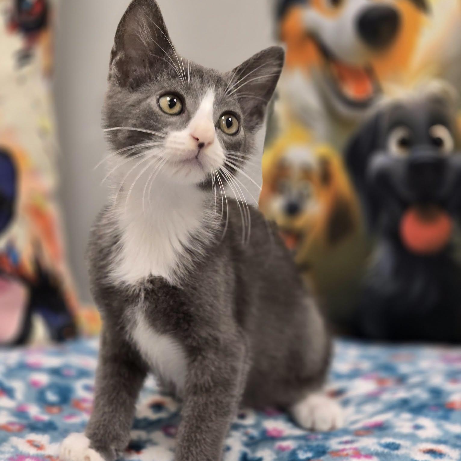 Fritz, Adoptable, Young Male Domestic Short Hair.