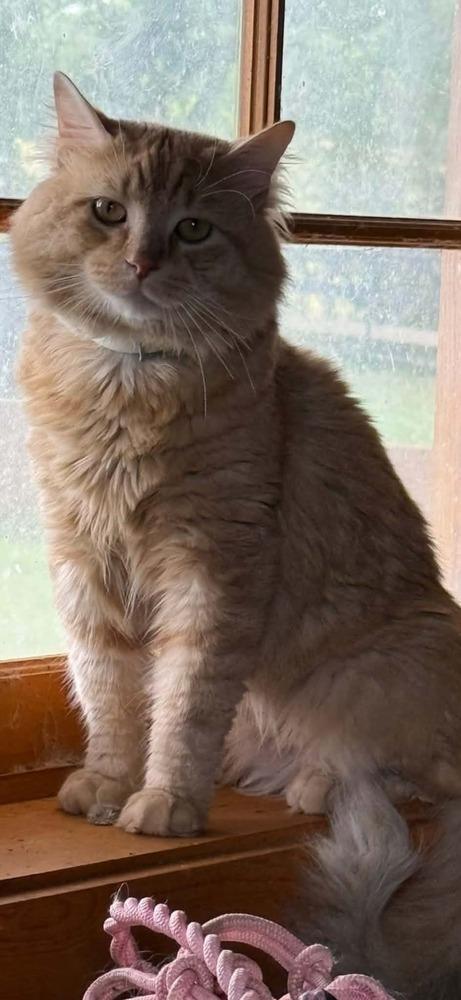 Simba, Adoptable, Adult Male Domestic Medium Hair.