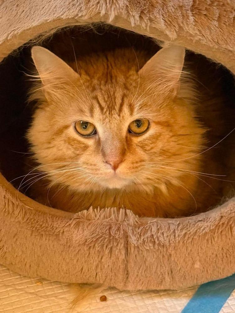 Enlarge Simba, a Adoptable Domestic Medium Hair in Harpers Ferry, WV image 2/2