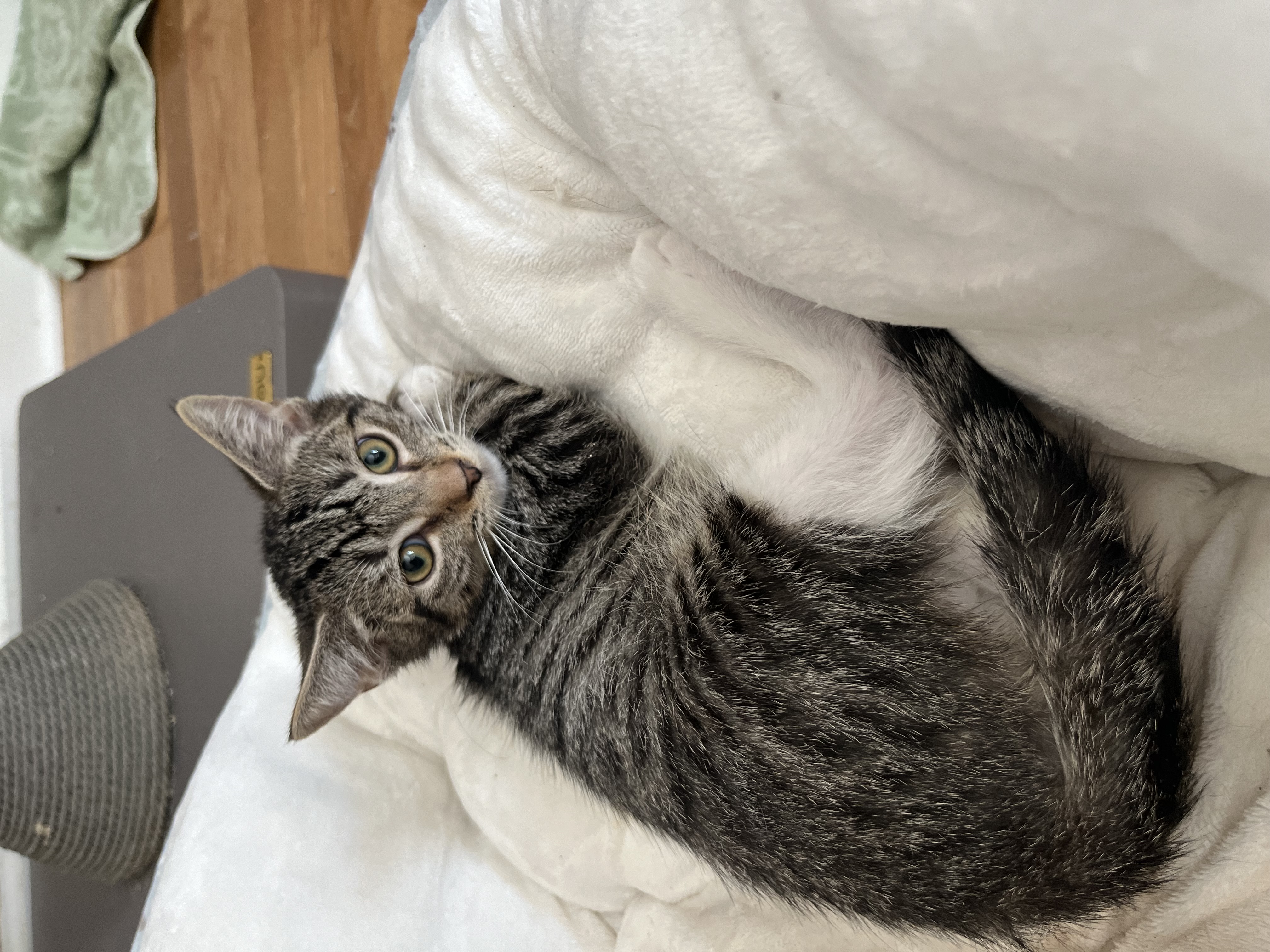 Nacho libre, Adoptable, Kitten Male Domestic Short Hair.