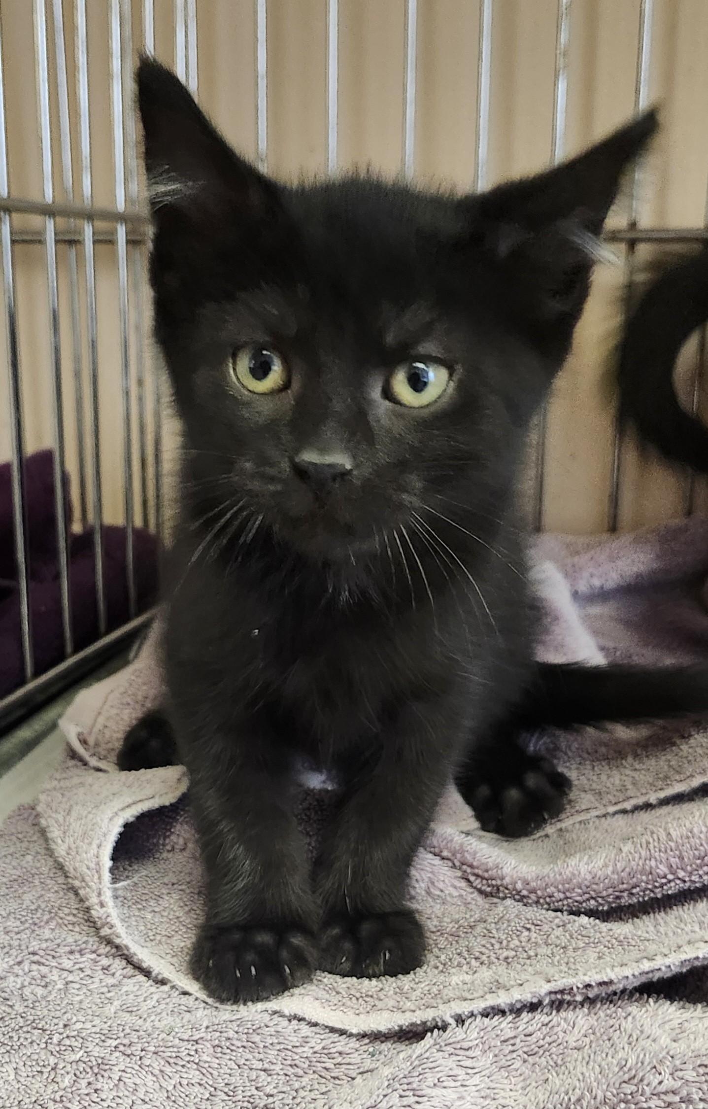 Enlarge Logan, an adopted Domestic Short Hair in East Brunswick, NJ image 4/6
