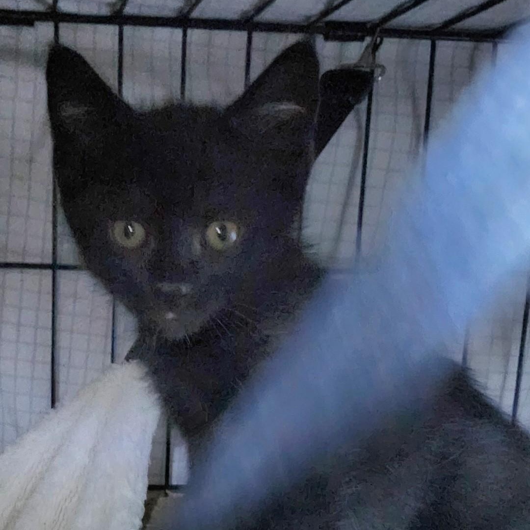Enlarge Logan, an adopted Domestic Short Hair in East Brunswick, NJ image 3/6
