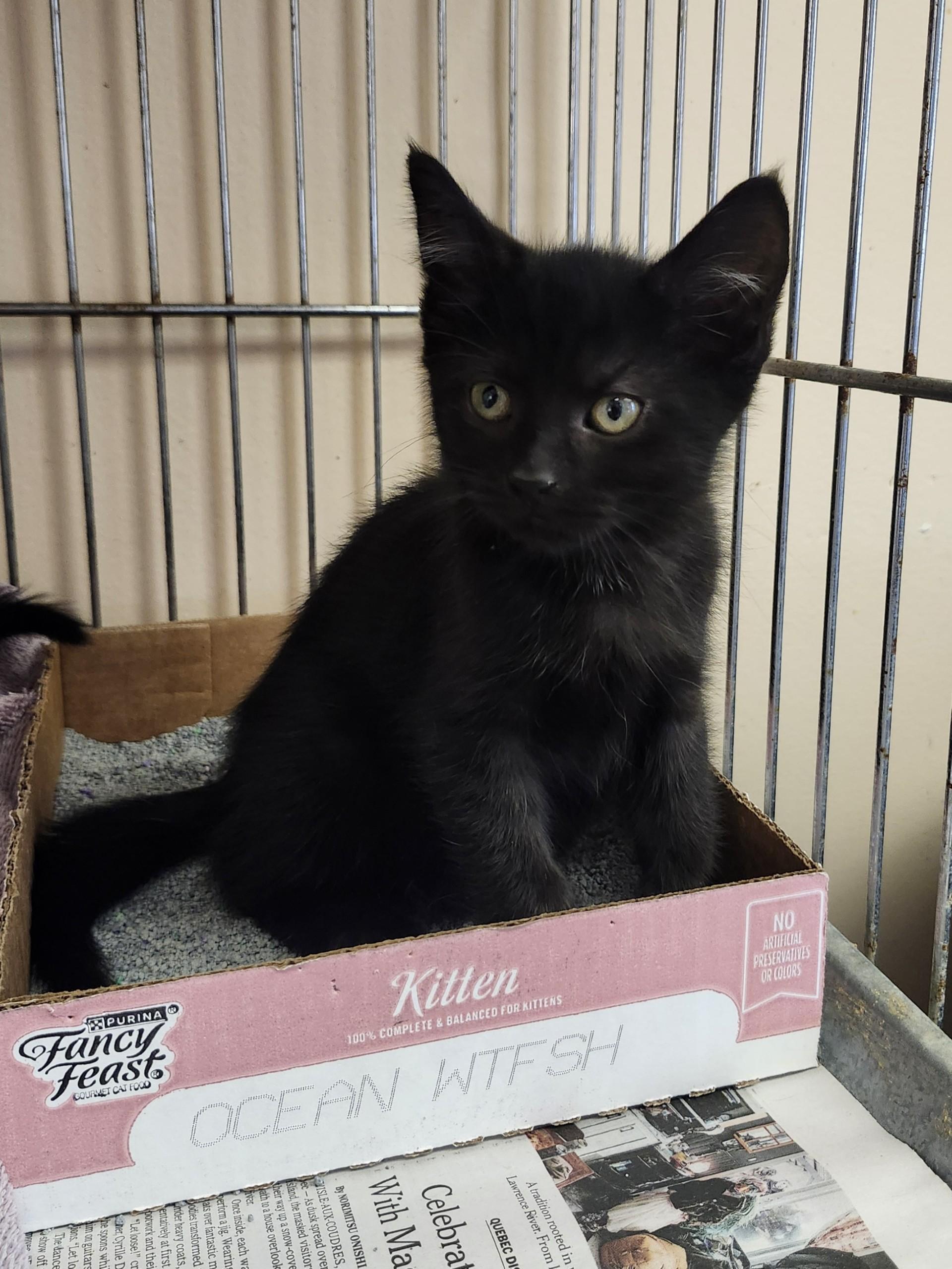 Enlarge Logan, an adopted Domestic Short Hair in East Brunswick, NJ image 2/6