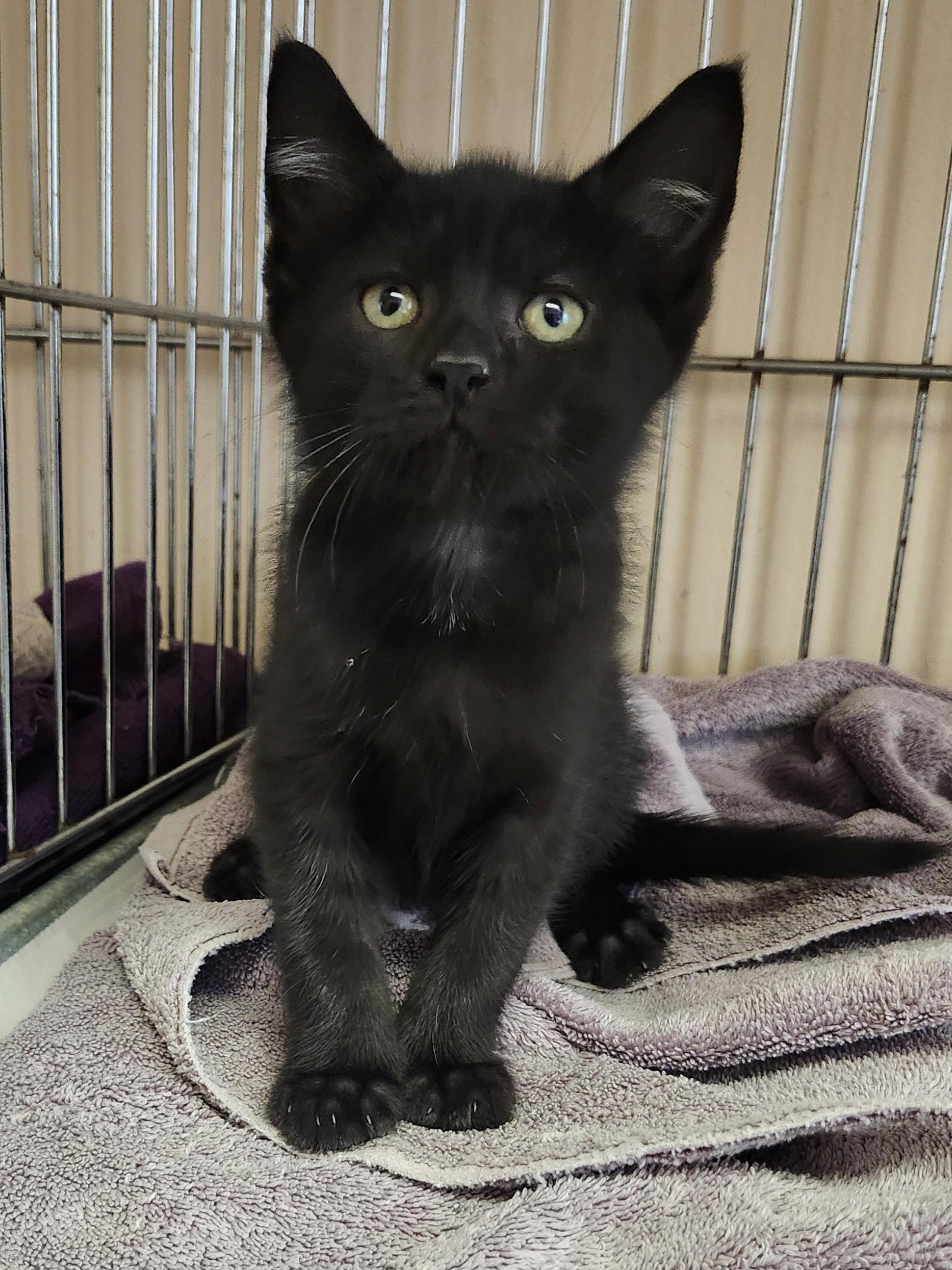 Enlarge Logan, an adopted Domestic Short Hair in East Brunswick, NJ image 6/6