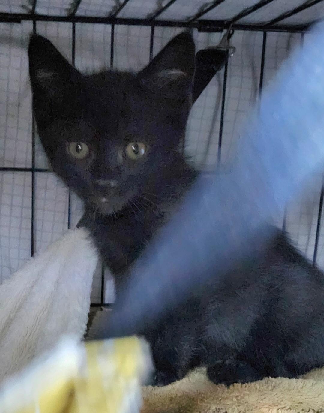 Enlarge Logan, an adopted Domestic Short Hair in East Brunswick, NJ image 5/6