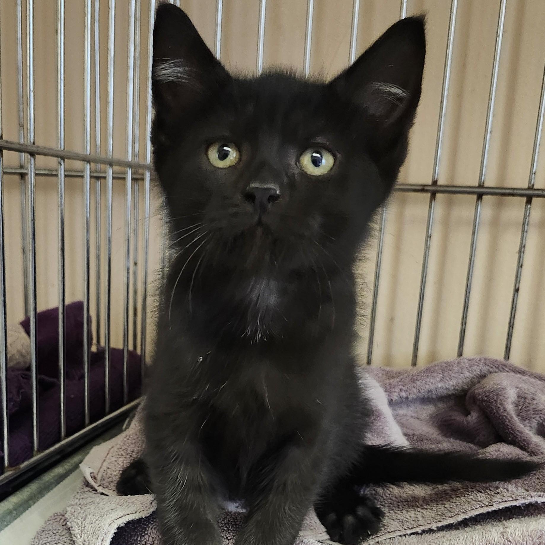 Enlarge Logan, an adopted Domestic Short Hair in East Brunswick, NJ image 1/6