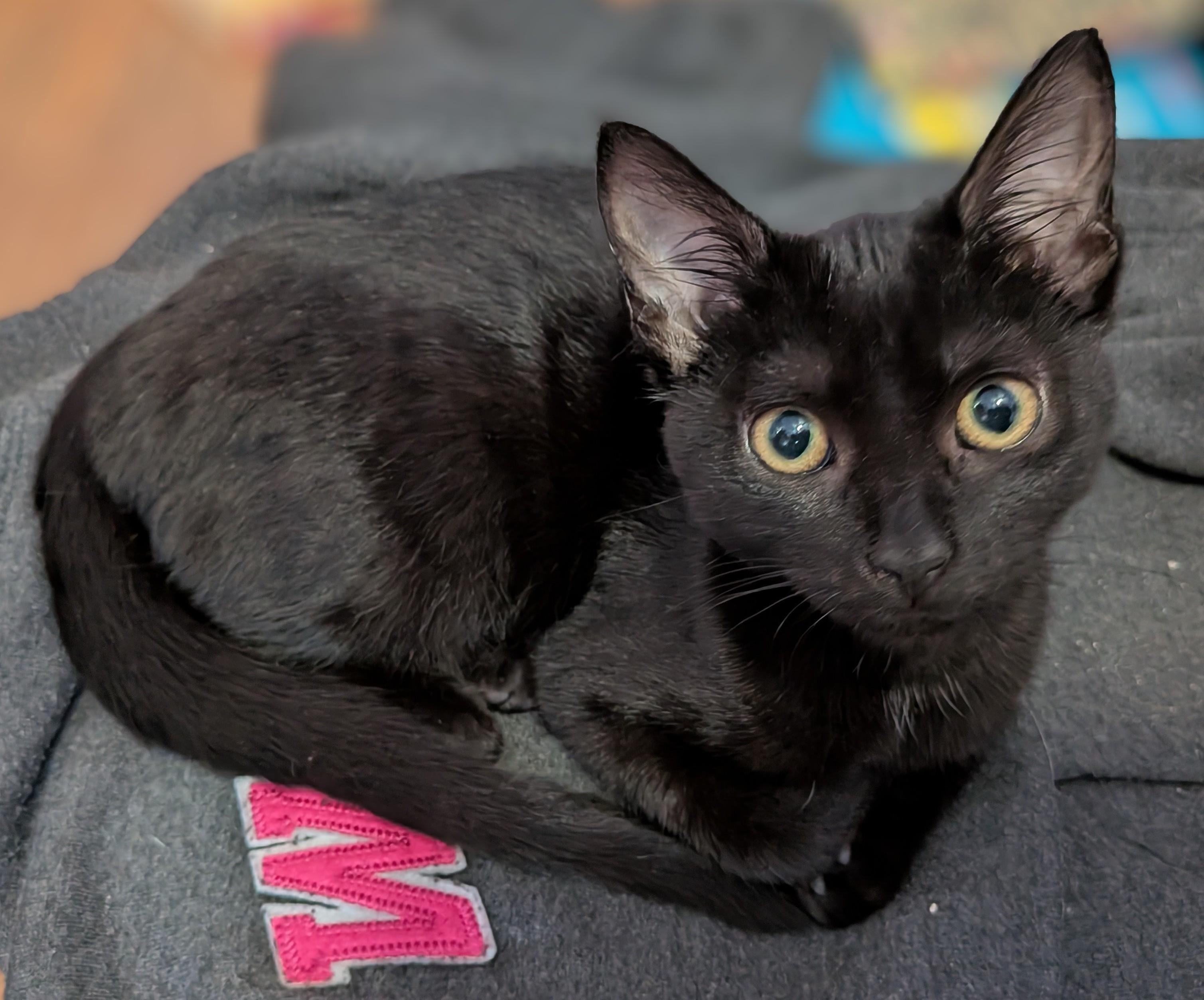 Penne, ADOPTABLE, Young Female Domestic Medium Hair.