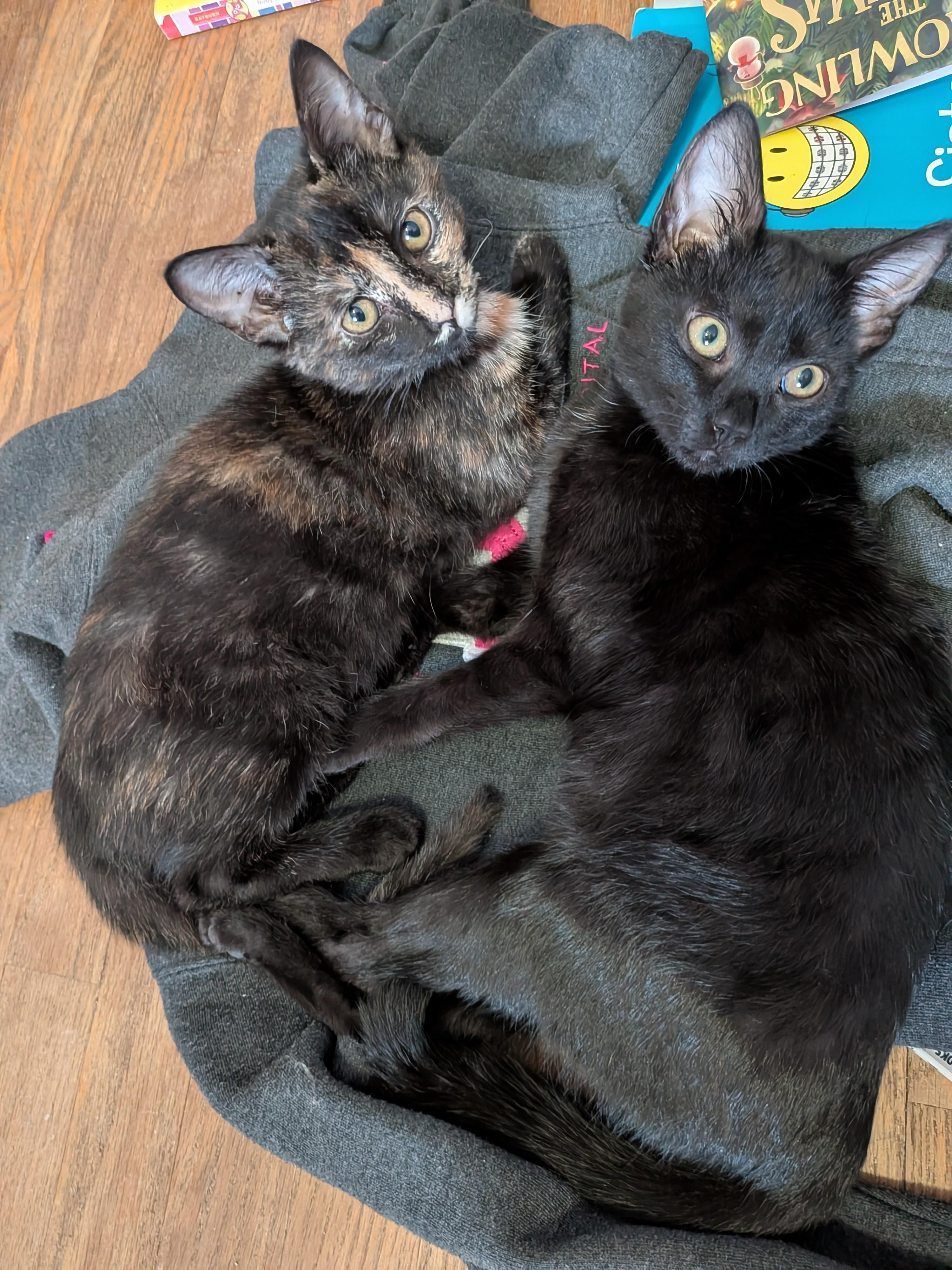 Enlarge Penne, a ADOPTABLE mixed breed in Plain City, OH image 3/3