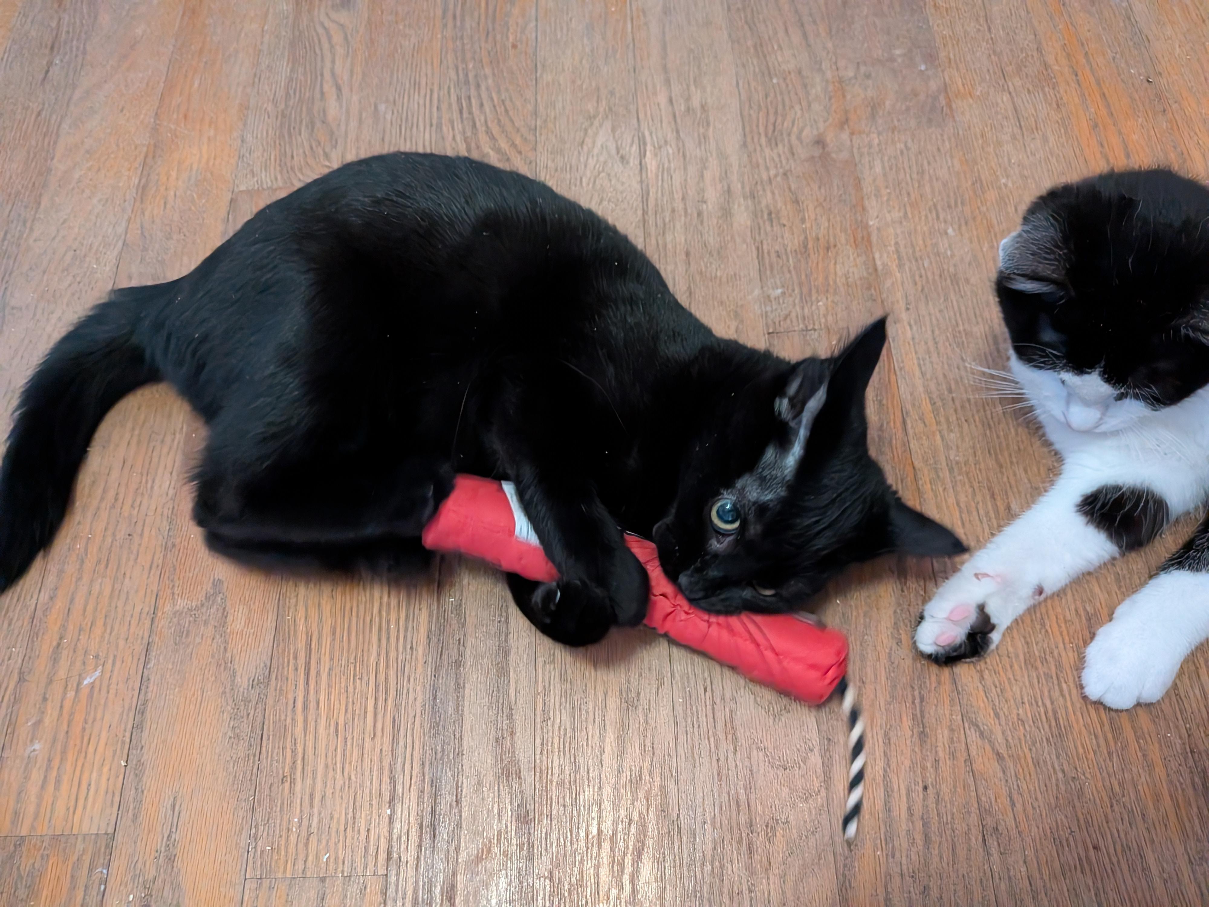 Enlarge Penne, a ADOPTABLE mixed breed in Plain City, OH image 2/3