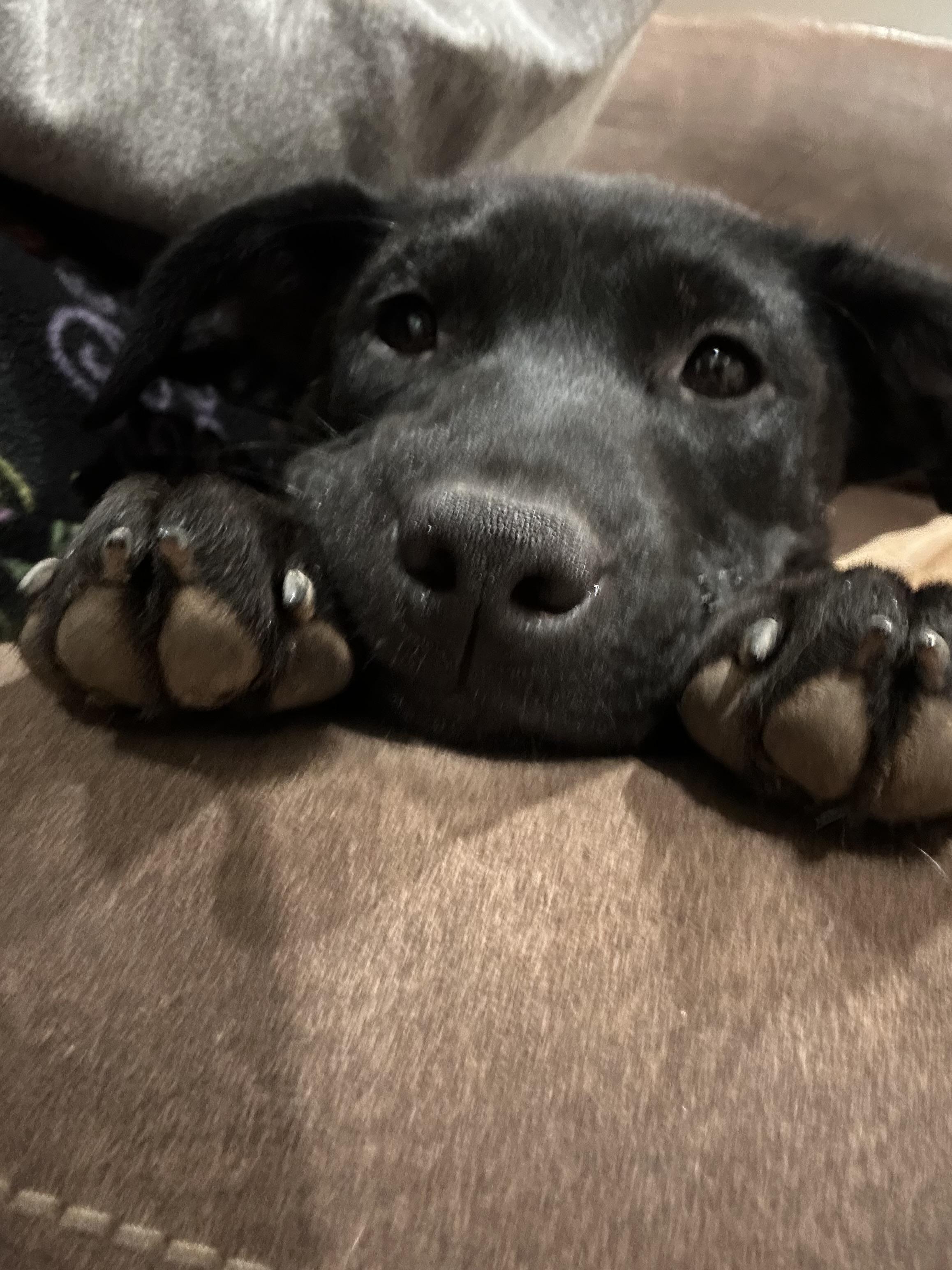 Enlarge MARGO, a Adopted mixed breed in Shelton, WA image 1/3