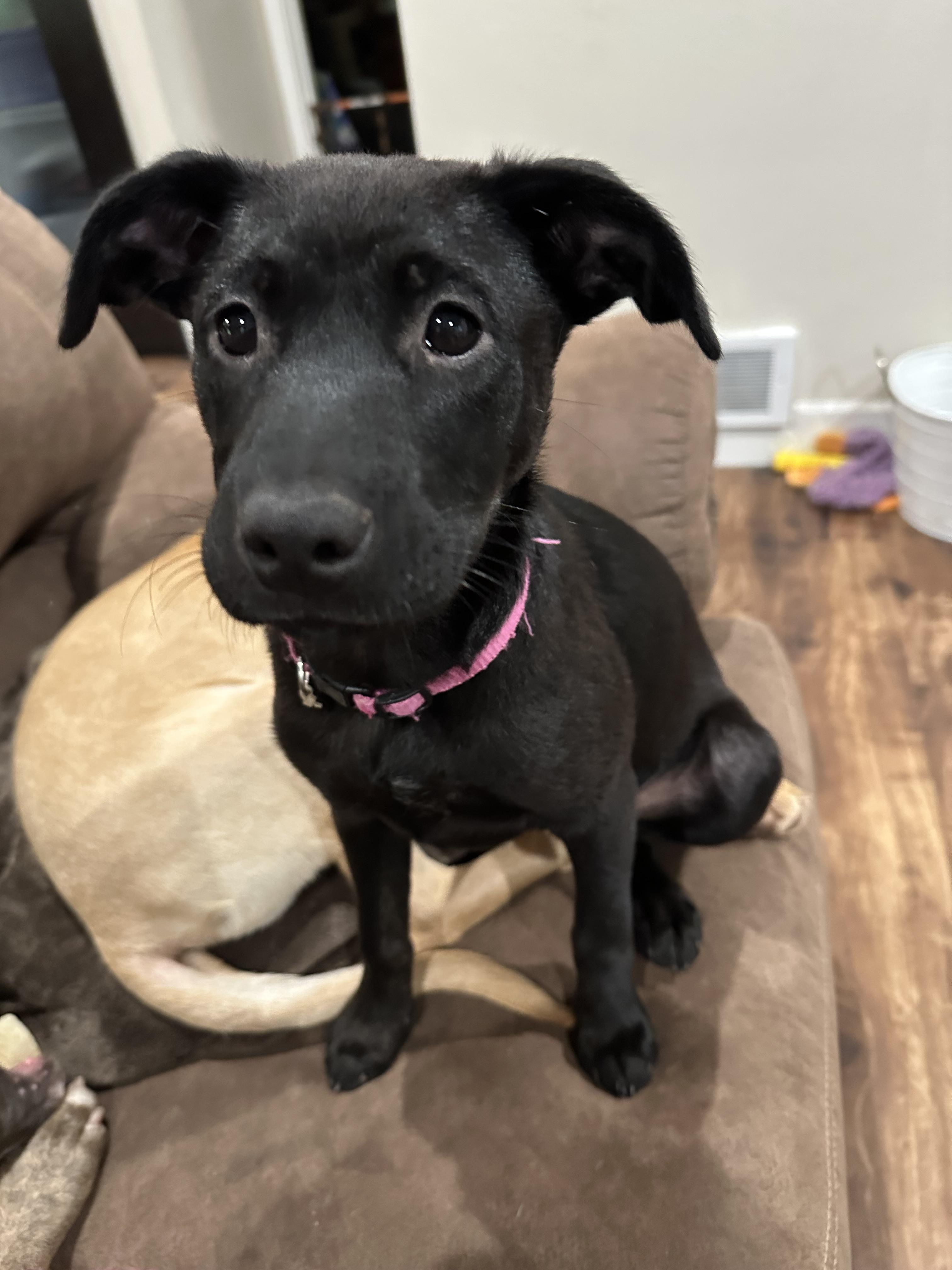 Enlarge MARGO, a Adopted mixed breed in Shelton, WA image 2/3