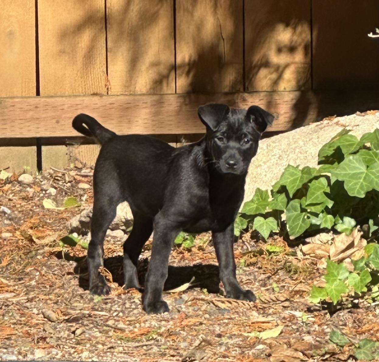 Enlarge MARGO, a Adopted mixed breed in Shelton, WA image 3/3