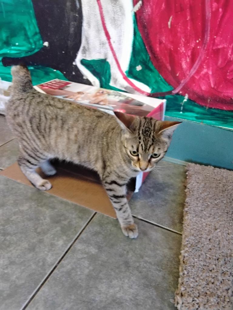 Pixie Trixie Pickles, Adopted, Young Female Domestic Short Hair.