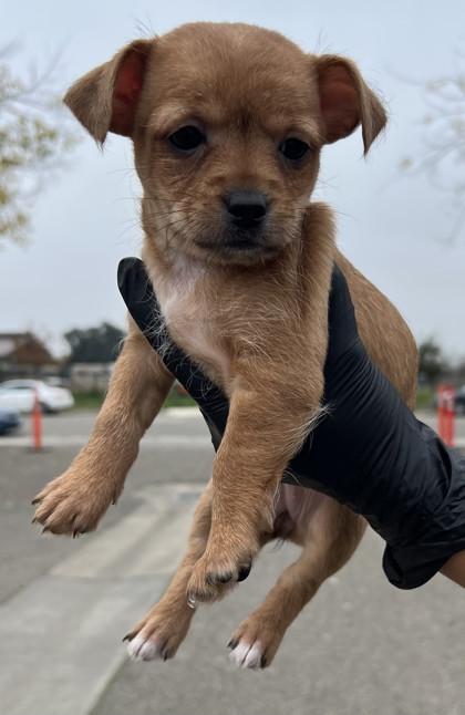 Joey, Adoptable, Puppy Female Terrier & Mixed Breed.