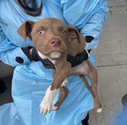 Enlarge Butterfinger, a Adoptable mixed breed in Fresno, CA image 1/1
